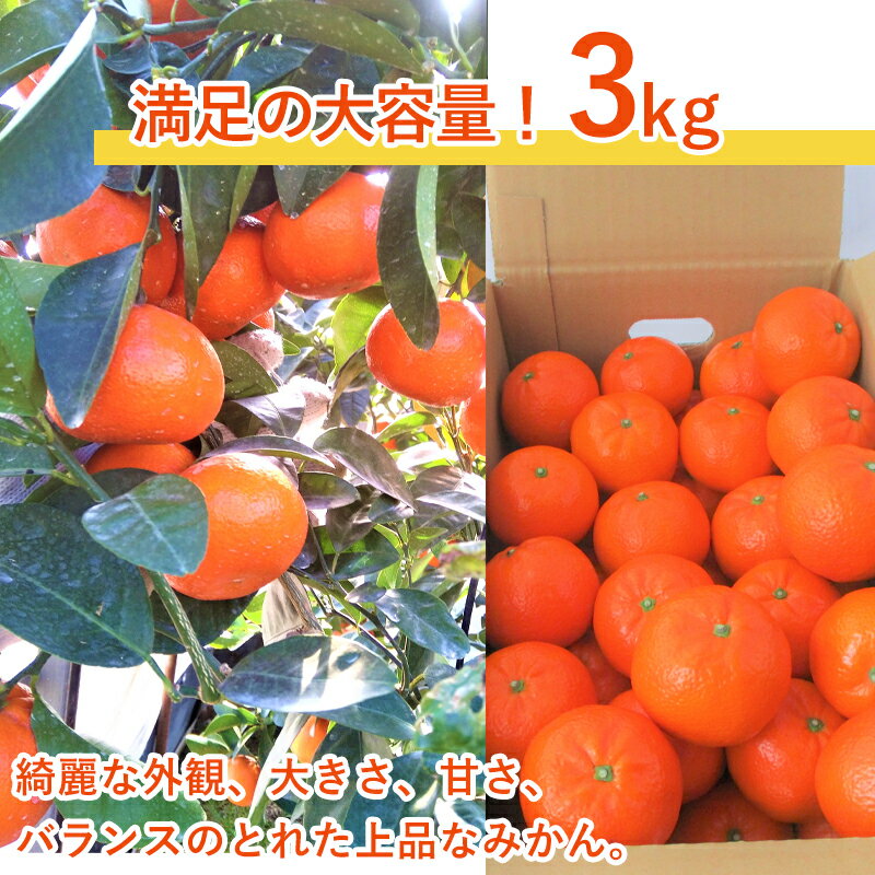 【ふるさと納税】『先行予約』【令和8年2月中旬発送】マーコット(ハウス栽培) 唐津産 3kg みかん ミカン 果物 フルーツ サムネイル2