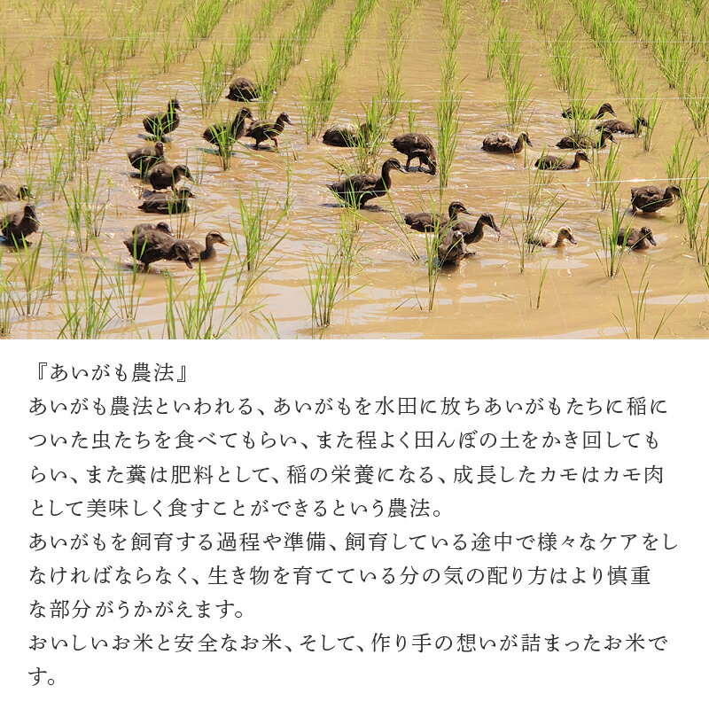【ふるさと納税】唐津産 あいがも米 5kg (玄米) 一粒田 合鴨農法 無農薬 無化学肥料 コメ お米 ごはん - 画像3