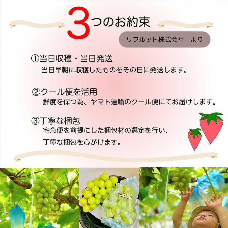 【ふるさと納税】『先行予約』【令和8年2月より順次発送】濃厚苺 さちのか「パック数を選べる！」1パック250g(2パック〜12パック) 濃厚いちご 苺 イチゴ 果物 フルーツ ビタミン サムネイル2