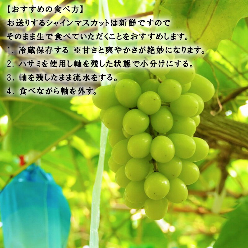 【ふるさと納税】『先行予約』【令和年9月上旬より順次発送】シャインマスカット「グラム数を選べる！」(500g〜3Kg) 葡萄 ぶどう 果物 フルーツ スイーツ サムネイル3