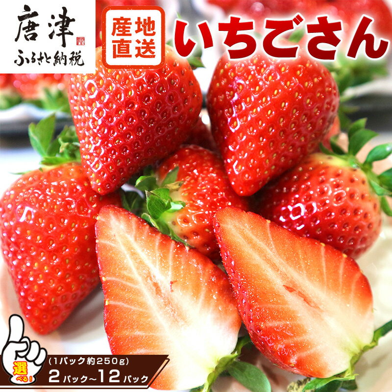 『先行予約』【令和8年3月から5月までに順次発送】唐津産 いちごさん 「パック数を選べる！」1パック約250g(2パック〜12パック) 濃厚いちご 苺 イチゴ 果物 フルーツ