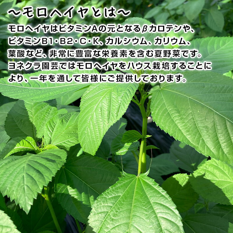 【ふるさと納税】冬穫れハウスモロヘイヤ 100g×10袋 1箱〜 ネバネバ 高栄養価（βカロテン/各種ビタミン/カルシウム/カリウム/葉酸など) 定番おひたし 和洋中の各種スープ 色んなお料理のソースにも 野菜 ねばねば - 画像2