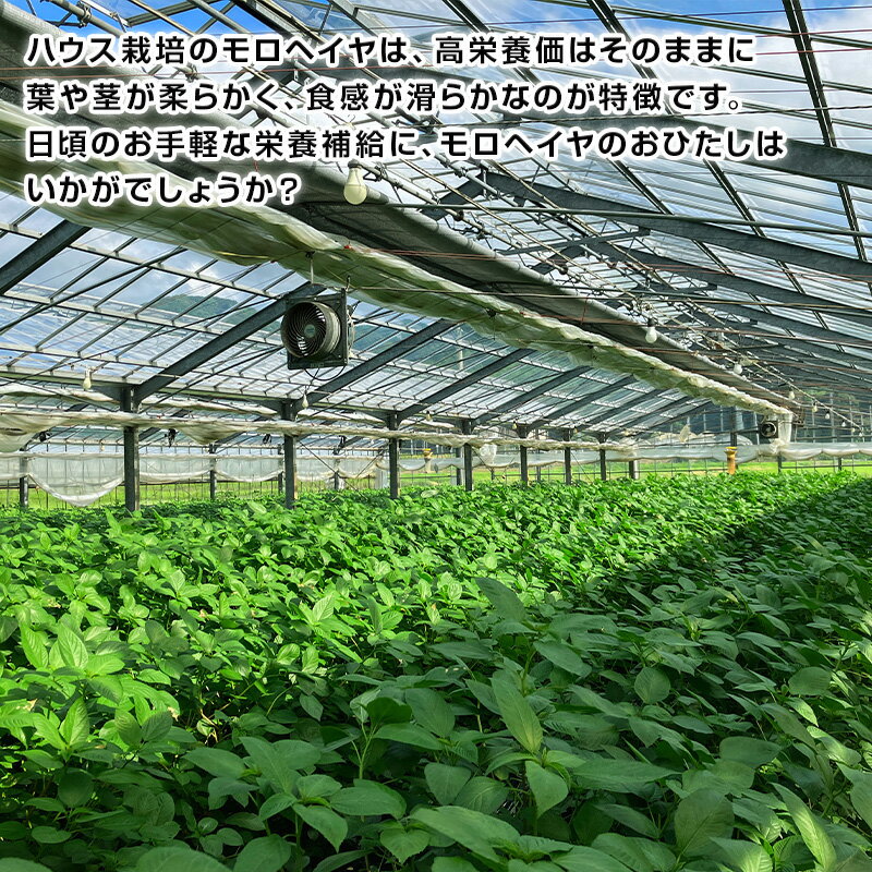 【ふるさと納税】冬穫れハウスモロヘイヤ 100g×10袋 1箱〜 ネバネバ 高栄養価（βカロテン/各種ビタミン/カルシウム/カリウム/葉酸など) 定番おひたし 和洋中の各種スープ 色んなお料理のソースにも 野菜 ねばねば - 画像3