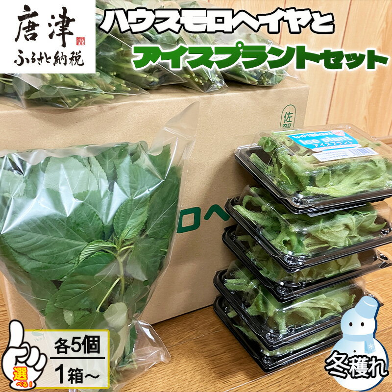 『先行予約』【12月上旬より順次発送】冬穫れハウスモロヘイヤ(100g×5袋)とアイスプラント(70g×5P)セット 1箱〜 ネバネバ 高栄養価 プチプチ 新体験 定番おひたし 和洋中の各種スープ お肉・お魚のメイン料理の付け合わせ 色んなお料理のソースにも