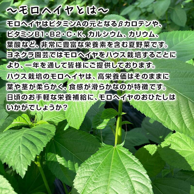 【ふるさと納税】『先行予約』【12月上旬より順次発送】冬穫れハウスモロヘイヤ(100g×5袋)とアイスプラント(70g×5P)セット 1箱〜 ネバネバ 高栄養価 プチプチ 新体験 定番おひたし 和洋中の各種スープ お肉・お魚のメイン料理の付け合わせ 色んなお料理のソースにも - 画像2