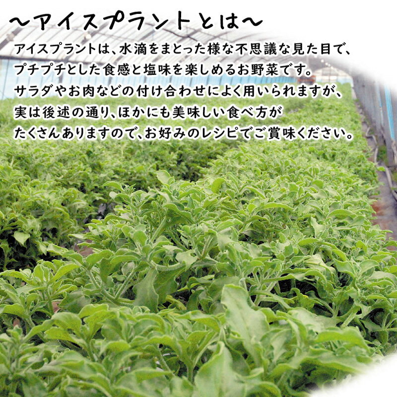 【ふるさと納税】『先行予約』【12月上旬より順次発送】冬穫れハウスモロヘイヤ(100g×5袋)とアイスプラント(70g×5P)セット 1箱〜 ネバネバ 高栄養価 プチプチ 新体験 定番おひたし 和洋中の各種スープ お肉・お魚のメイン料理の付け合わせ 色んなお料理のソースにも - 画像3