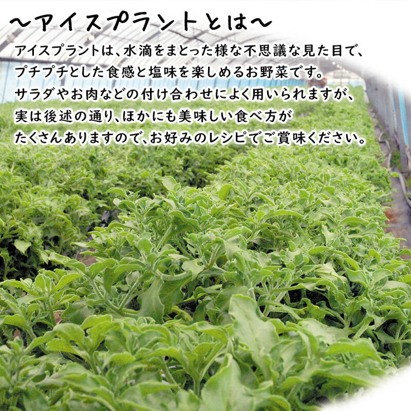 【ふるさと納税】『先行予約』【11月中旬より順次発送】アイスプラント(70g×30パック)ぷちぷち食感 塩味 野菜 天ぷら 生春巻き サラダ スープ しゃぶしゃぶ 炒め物 おひたし - 画像2