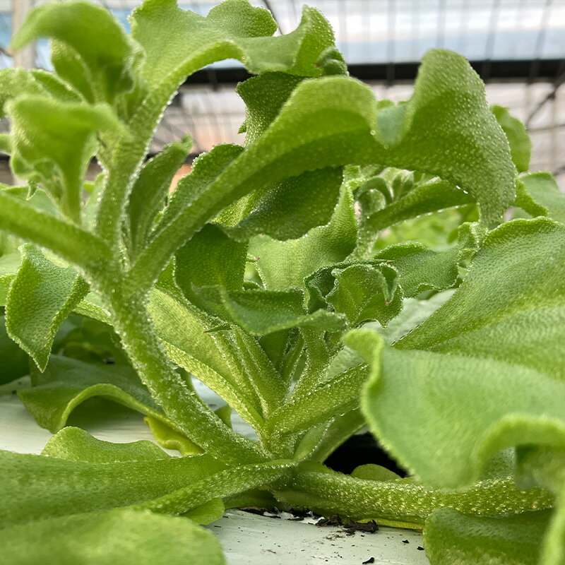 【ふるさと納税】『先行予約』【11月中旬より順次発送】アイスプラント(70g×30パック)ぷちぷち食感 塩味 野菜 天ぷら 生春巻き サラダ スープ しゃぶしゃぶ 炒め物 おひたし - 画像3