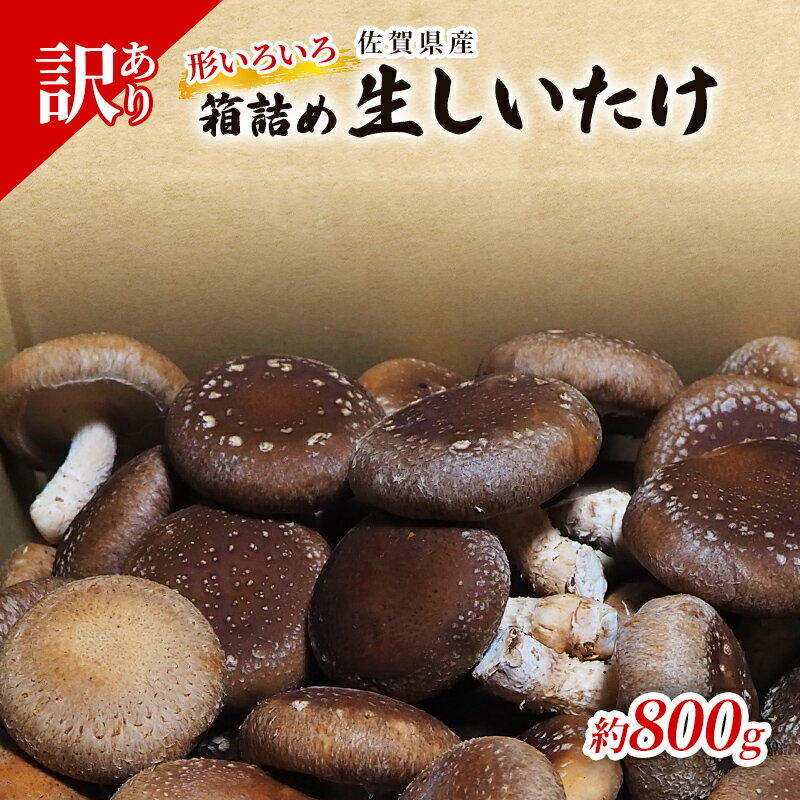 訳あり しいたけ 佐賀県産 箱生しいたけ 約800g 訳アリ 椎茸 きのこ