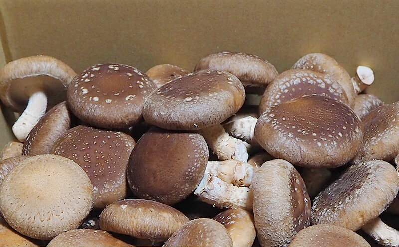 【ふるさと納税】訳あり しいたけ 佐賀県産 箱生しいたけ 約800g 訳アリ 椎茸 きのこ - 画像3