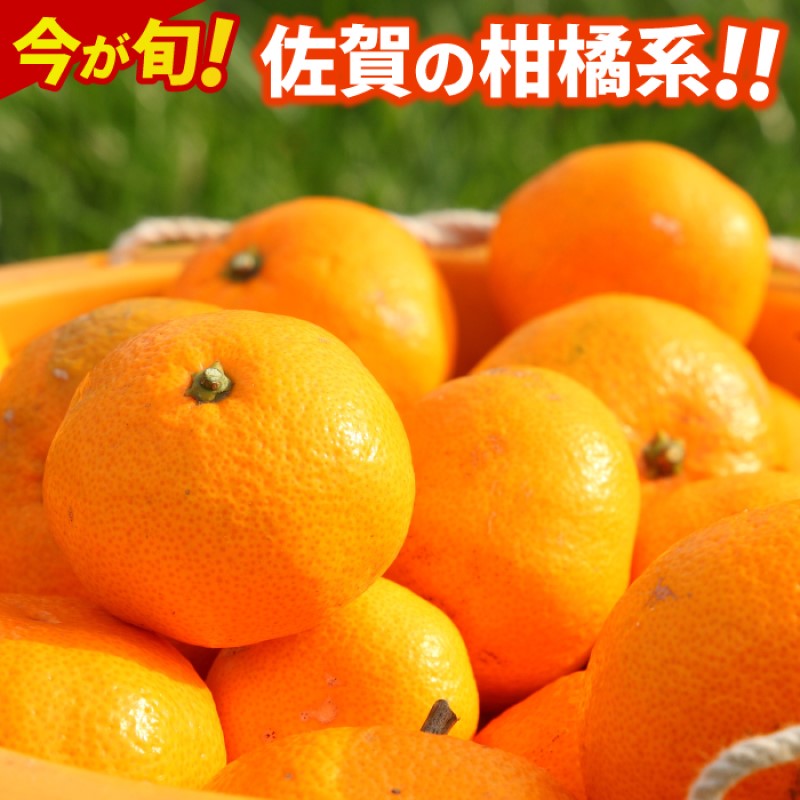 デコポン 不知火 約5kg 佐賀県産 みかん 柑橘類 ※配送不可：北海道、沖縄県、離島　お届け：2026年1月中旬～3月下旬