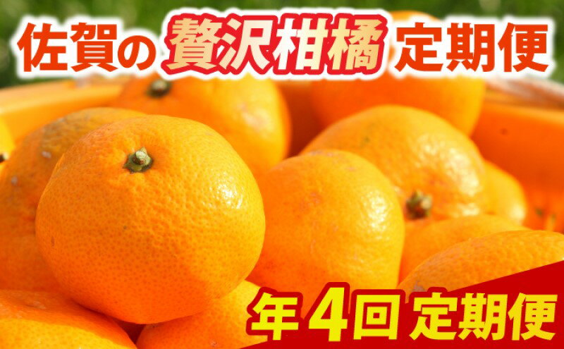 【ふるさと納税】定期便 4回 柑橘 佐賀の贅沢柑橘定期便 みかん 果物 年4回 ※配送不可：北海道、沖縄県、離島　お届け：ご寄附(入金)頂いた月の次月回より配送開始となります サムネイル2