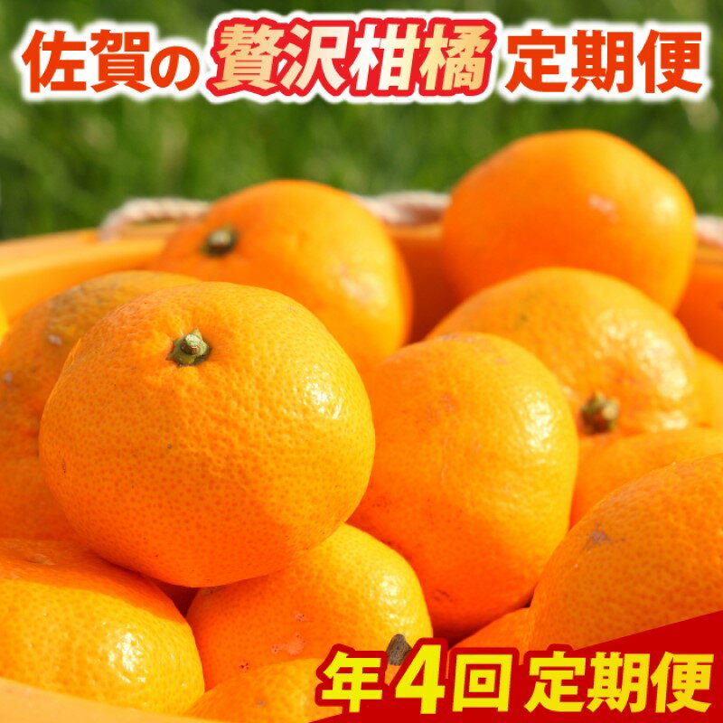 定期便 4回 柑橘 佐賀の贅沢柑橘定期便 みかん 果物 年4回 ※配送不可：北海道、沖縄県、離島　お届け：ご寄附(入金)頂いた月の次月回より配送開始となります