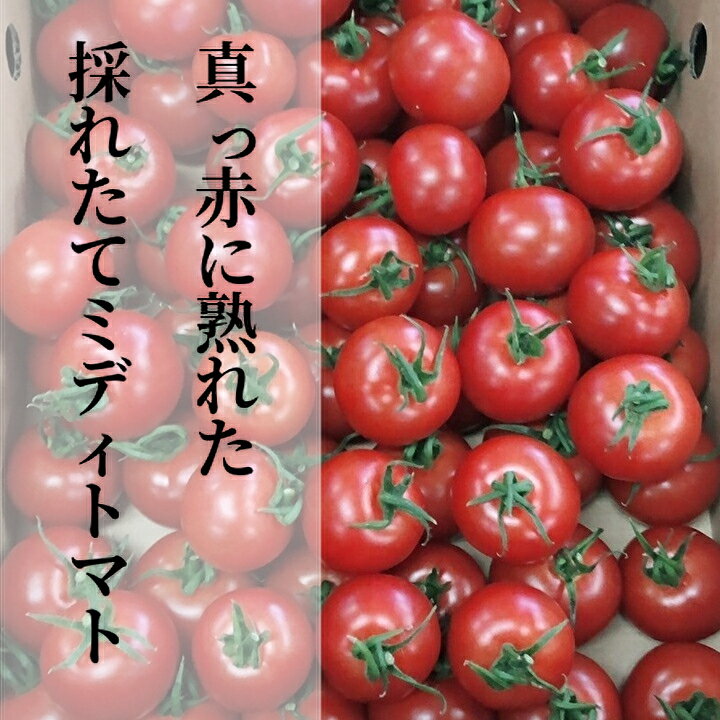 真っ赤に熟れた 採れたて ミディトマト 4kg 【 500g×8パック 】 b−249