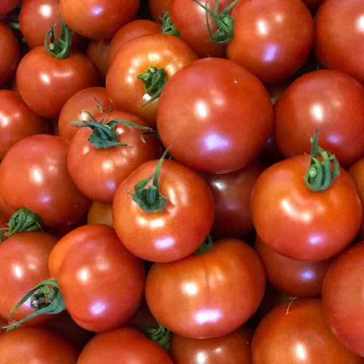 【ふるさと納税】 真っ赤に熟れた 採れたて ミディトマト 4kg 【 500g×8パック 】 b−249 - 画像2