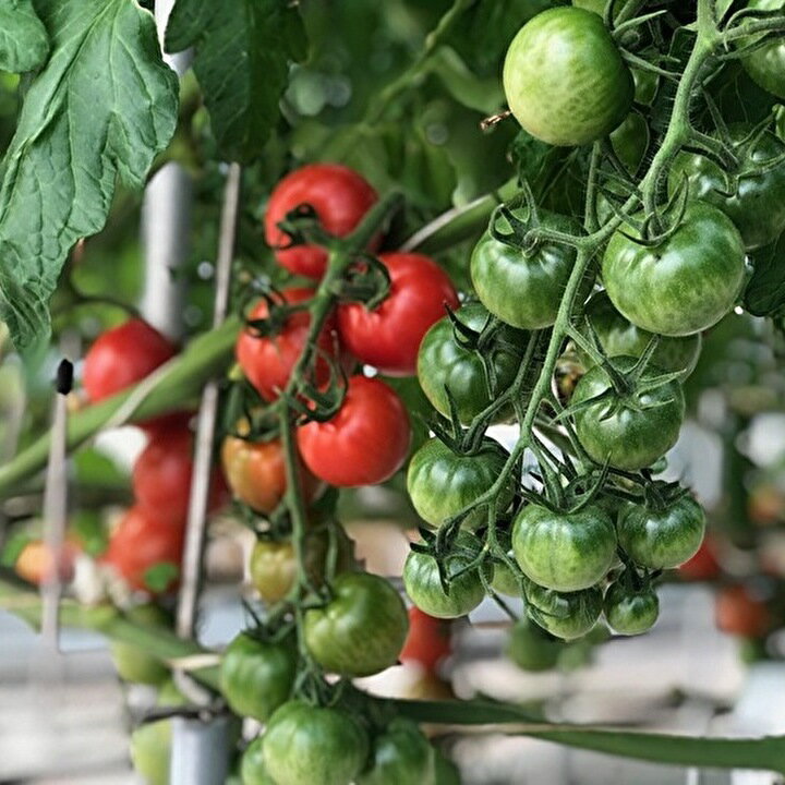 【ふるさと納税】採れたて ミディトマト と 焼き菓子 の 詰め合わせ セット b−115 - 画像2