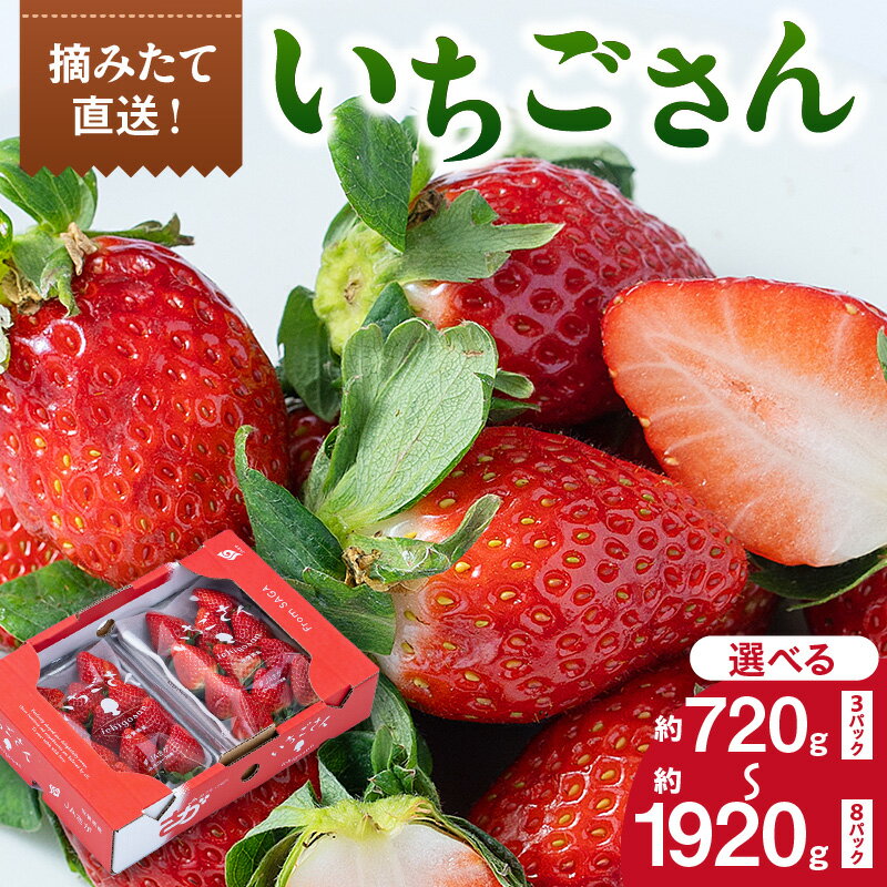 佐賀産 いちごさん ＜数量が選べる／3パック・4パック・8パック＞ 【 果物 フルーツ 苺 先行予約 ふるさと納税 フルーツ 】