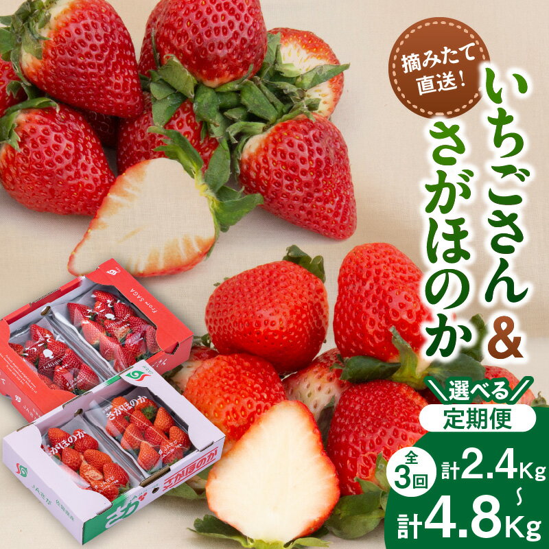 佐賀産いちご「いちごさん」＆「さがほのか」定期便【全3回】＜内容量が選べる／彩りセット・満喫セット＞ 【 果物 フルーツ 苺 先行予約 ふるさと納税 果物 】