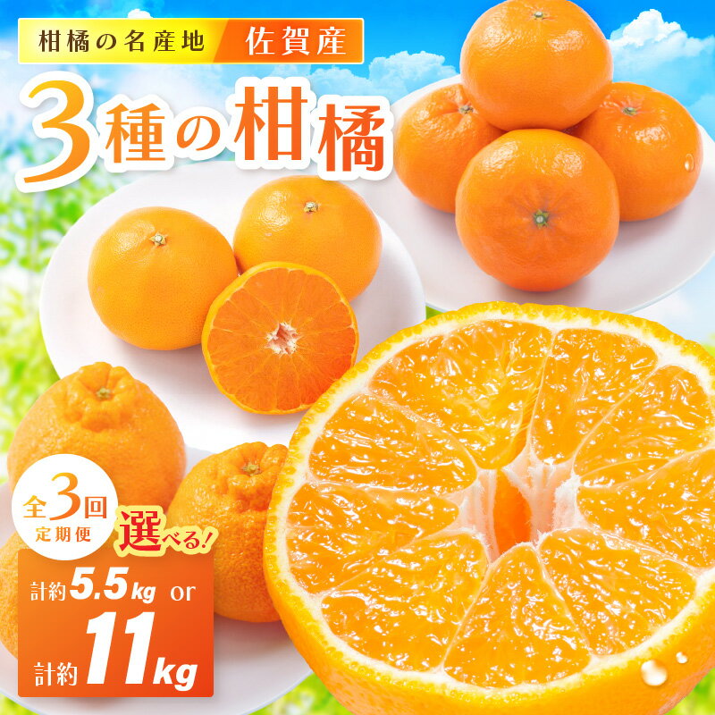 佐賀産 柑橘定期便【全3回】せとか はまさき デコポン ＜内容量が選べる／ 彩りセット・満喫セット＞ 【 果物 フルーツ みかん 蜜柑 オレンジ かんきつ 不知火 麗江 ふるさと納税 フルーツ 】