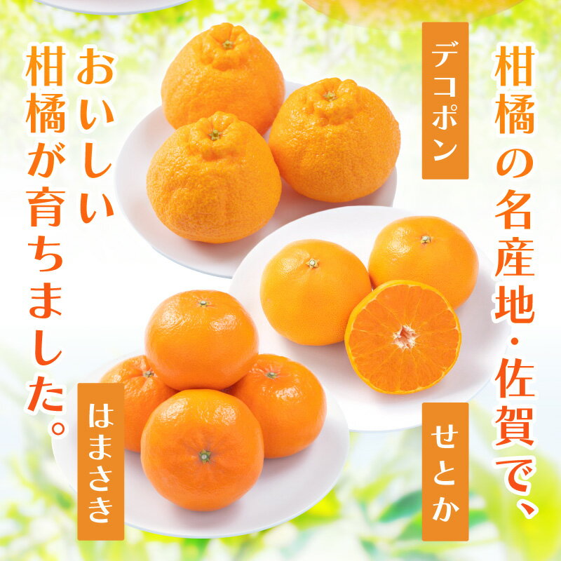 【ふるさと納税】佐賀産 柑橘定期便【全3回】せとか はまさき デコポン ＜内容量が選べる／ 彩りセット・満喫セット＞ 【 果物 フルーツ みかん 蜜柑 オレンジ かんきつ 不知火 麗江 ふるさと納税 フルーツ 】 サムネイル2