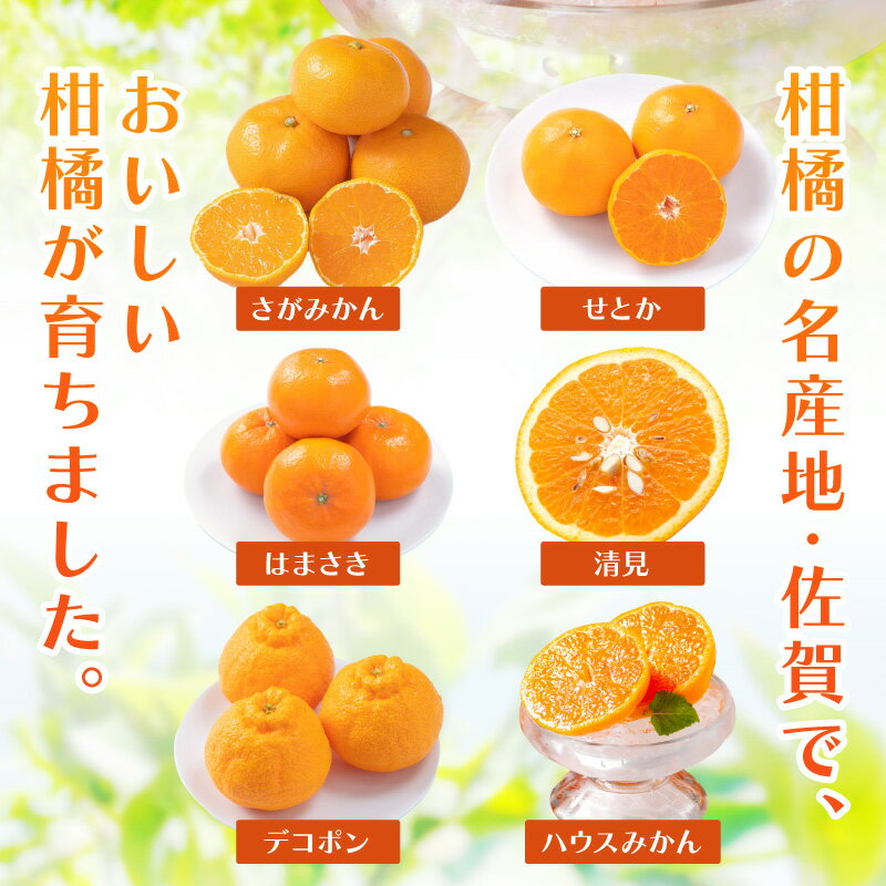 【ふるさと納税】佐賀産 柑橘6種定期便【全6回】＜内容量が選べる／ 彩りセット・満喫セット＞ 【 果物 フルーツ みかん 蜜柑 オレンジ かんきつ 不知火 麗江 ふるさと納税 フルーツ 】 サムネイル2