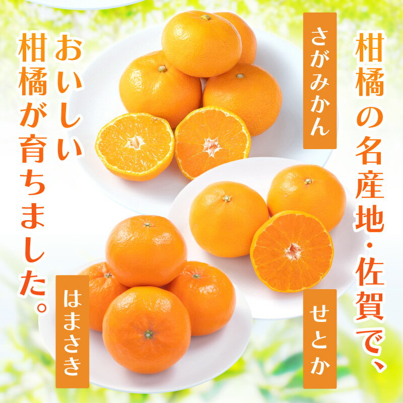 【ふるさと納税】佐賀産みかん＜種類・内容量が選べる／さがみかん はまさき せとか 約1.5kg～約10kg箱＞【 みかん 果物 フルーツ くだもの 蜜柑 オレンジ かんきつ 甘い 濃厚 ジューシー 楽天ふるさと 送料無料 】 サムネイル2