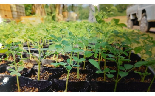 【ふるさと納税】モリンガパウダー50g 166-B487 - 画像2