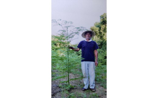 【ふるさと納税】モリンガパウダー50g 166-B487 - 画像3