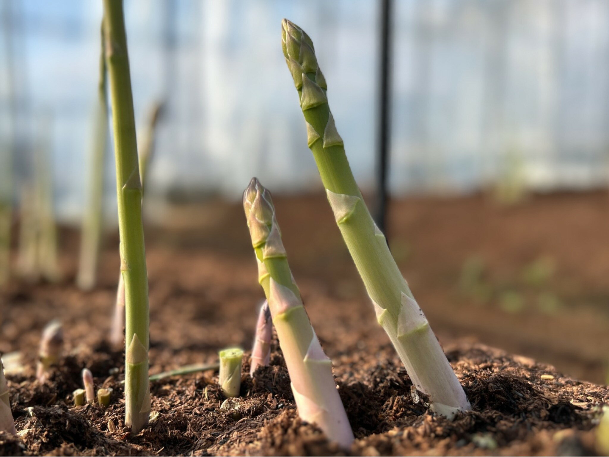 【ふるさと納税】【先行受付　令和8年3月より順次発送】野菜ソムリエサミット 2024年3月度『金賞』受賞 《梅村農園のアスパラガス》500g 1kg 定期便 1kg×4回 - 画像3