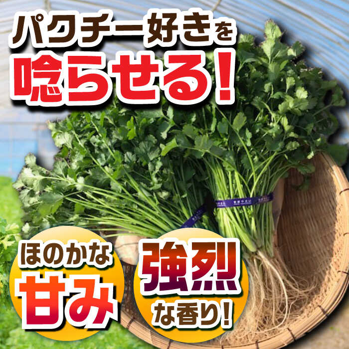 【ふるさと納税】＜満天☆青空レストランでご紹介＞パクチー好きのためのパクチー 1kg /江口農園 [UBF009] パクチー 野菜 エスニック 国産 - 画像2