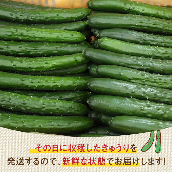 【ふるさと納税】朝採り新鮮きゅうり 約5kg（約40〜50本）/株式会社 y's company（utsu和ya）[UDX002] きゅうり キュウリ 胡瓜 野菜 - 画像2