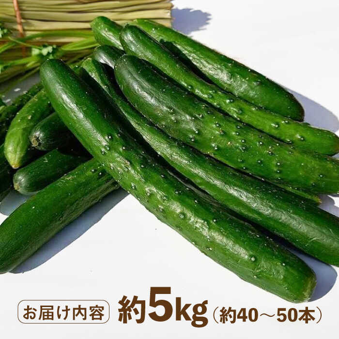 【ふるさと納税】朝採り新鮮きゅうり 約5kg（約40〜50本）/株式会社 y's company（utsu和ya）[UDX002] きゅうり キュウリ 胡瓜 野菜 - 画像3