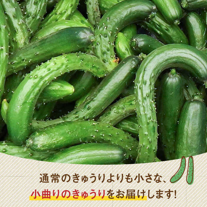 【ふるさと納税】朝採り新鮮ユニークきゅうり 3kg（小さめ・小曲り） /株式会社 y's company（utsu和ya）[UDX003] きゅうり キュウリ 胡瓜 野菜 訳あり - 画像2