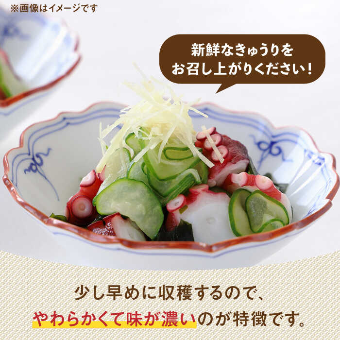 【ふるさと納税】朝採り新鮮ユニークきゅうり 3kg（小さめ・小曲り） /株式会社 y's company（utsu和ya）[UDX003] きゅうり キュウリ 胡瓜 野菜 訳あり - 画像3