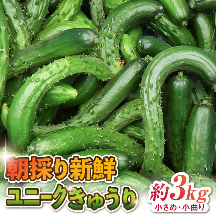 朝採り新鮮ユニークきゅうり 3kg（小さめ・小曲り） /株式会社 y's company（utsu和ya）[UDX003] きゅうり キュウリ 胡瓜 野菜 訳あり