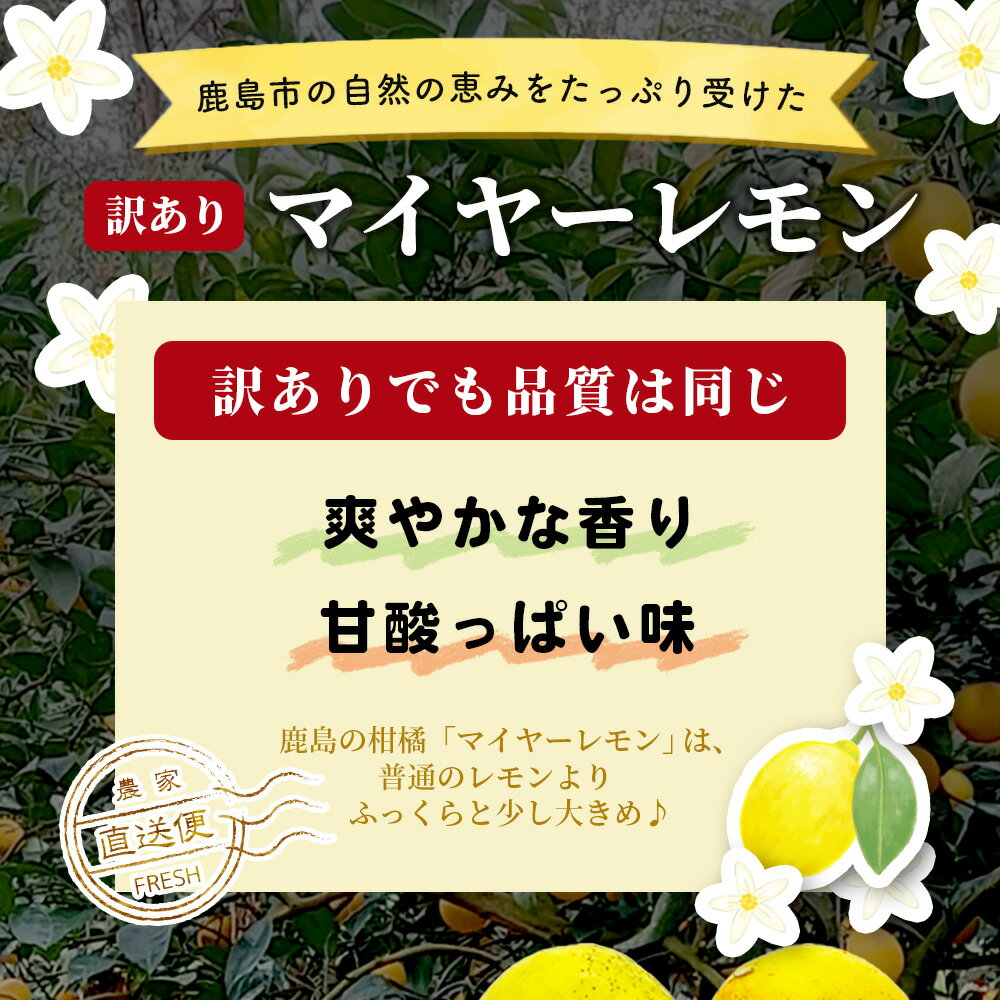 【ふるさと納税】【先行予約】【訳あり】マイヤーレモン 5kg サイズ混合＼産地より農家直送／佐賀県 鹿島市産 果物 酸味 美味しい お酒 生絞り 果汁 料理 お菓子 家庭用 生活応援 オススメ【9月中旬頃より配送】A-191 サムネイル2