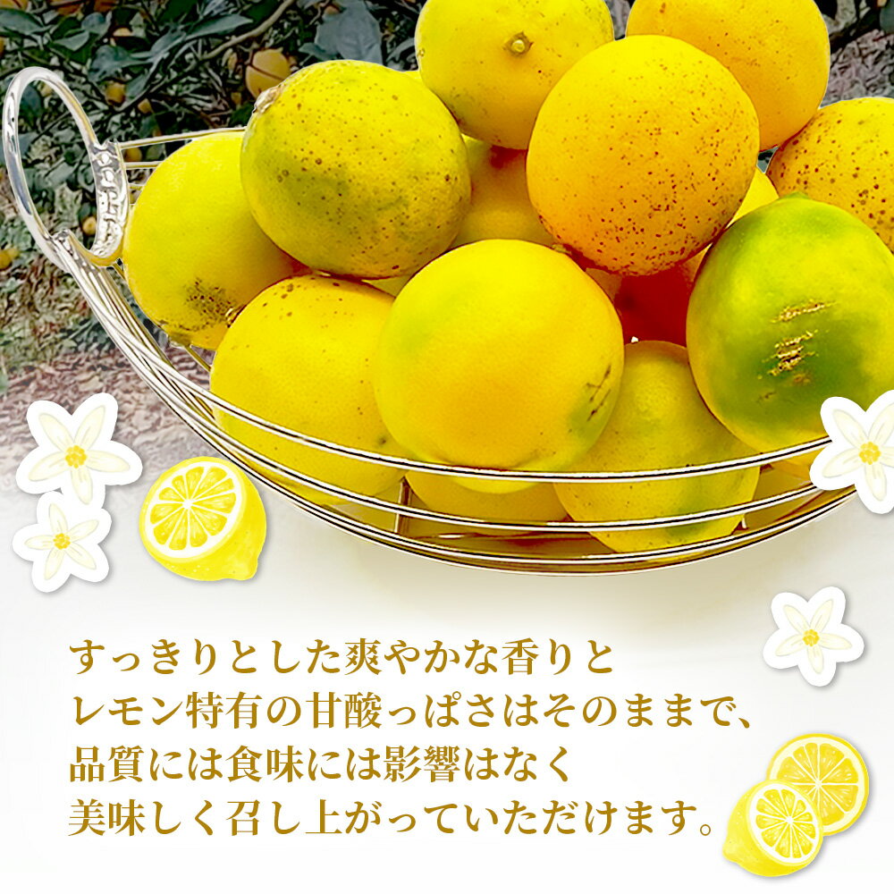 【ふるさと納税】【先行予約】【訳あり】マイヤーレモン 5kg サイズ混合＼産地より農家直送／佐賀県 鹿島市産 果物 酸味 美味しい お酒 生絞り 果汁 料理 お菓子 家庭用 生活応援 オススメ【9月中旬頃より配送】A-191 サムネイル3