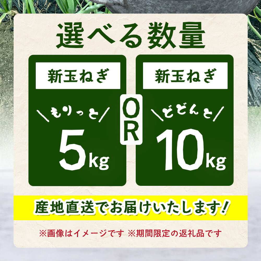 【ふるさと納税】先行予約 新玉ねぎ 5kg / 10kg 《鹿島市産》 玉ねぎ たまねぎ 玉葱 国産 甘い 新鮮 春野菜 サラダ 料理 大容量 産地直送 旬 野菜【2026年4月中旬より順次発送】佐賀県 鹿島市 人気 A-207 - 画像3