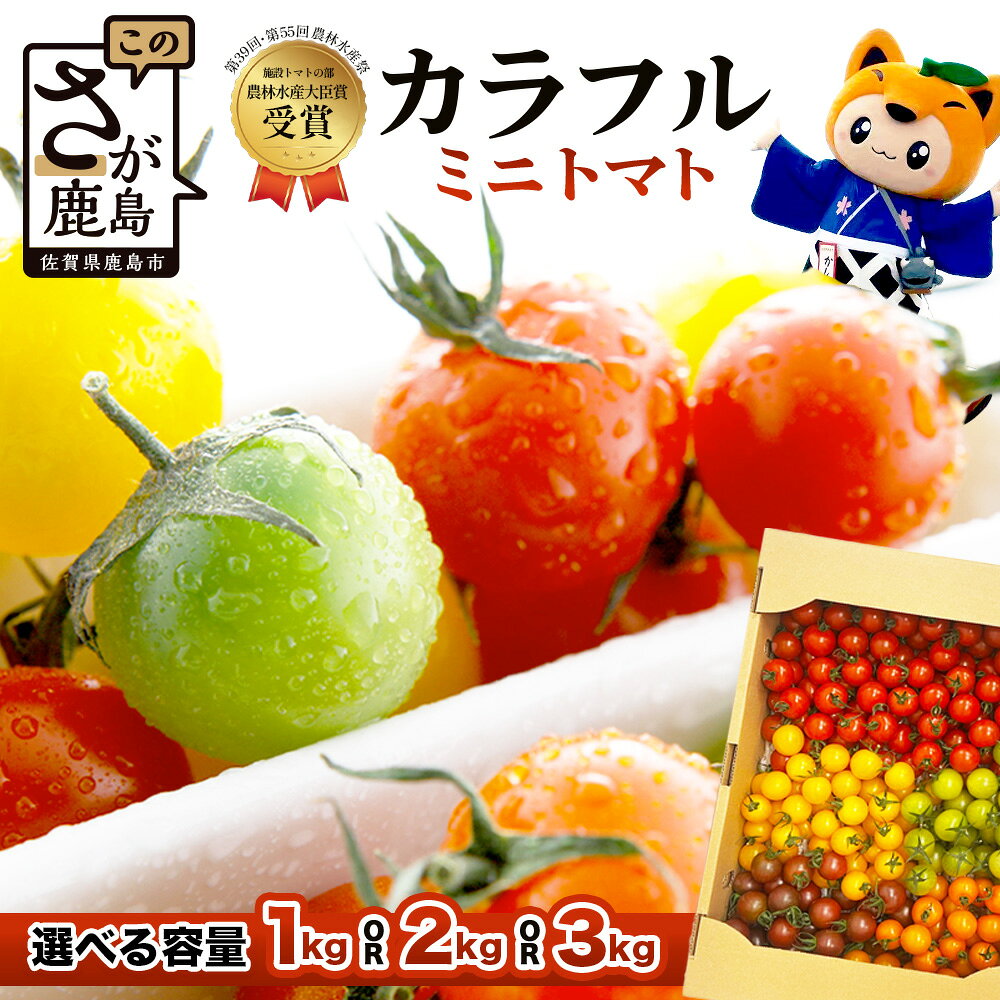 選べる容量 岩永さんちのカラフルミニトマト (5色) 約1kg / 2kg / 3kg【農林水産大臣賞受賞】有機肥料・化学肥料不使用 | 生産者直送 野菜 旬 とまと プチトマト サラダ やさい 旬 新鮮 おやつ お弁当 ふるさと 人気 送料無料 佐賀県 鹿島市 D-221