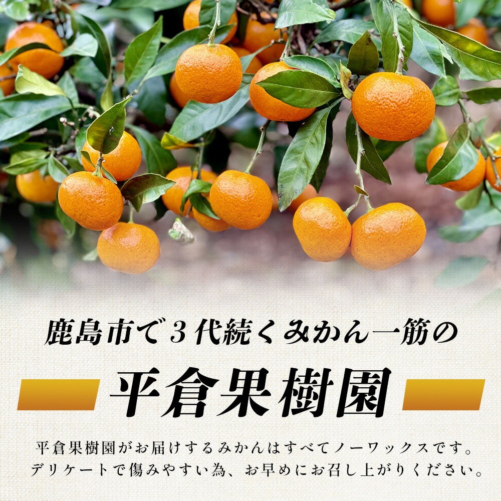 【ふるさと納税】【12月下旬頃お届け】鹿島 平倉果樹園の根域制限栽培みかん（石地） 約5.5kg サイズ混合 みかん ミカン 蜜柑 果物 フルーツ 佐賀県 鹿島市 送料無料 B-344 サムネイル2