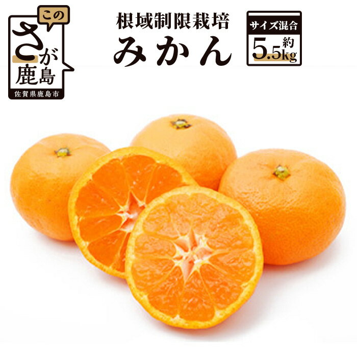 【12月下旬頃お届け】鹿島 平倉果樹園の根域制限栽培みかん（石地） 約5.5kg サイズ混合 みかん ミカン 蜜柑 果物 フルーツ 佐賀県 鹿島市 送料無料 B-344