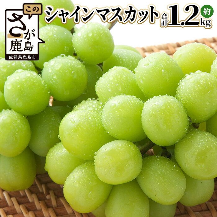 ご家庭用 シャインマスカット 約1.2kg〜2.4kg 2026年 先行予約 佐賀県産 [2026年8月上旬以降発送] | ふるさと納税シャインマスカット マスカット ぶどう 葡萄 果物 フルーツ 旬 高級 ふるさと くだもの スイーツ 佐賀県 鹿島市 人気 おすすめ 送料無料 B-658
