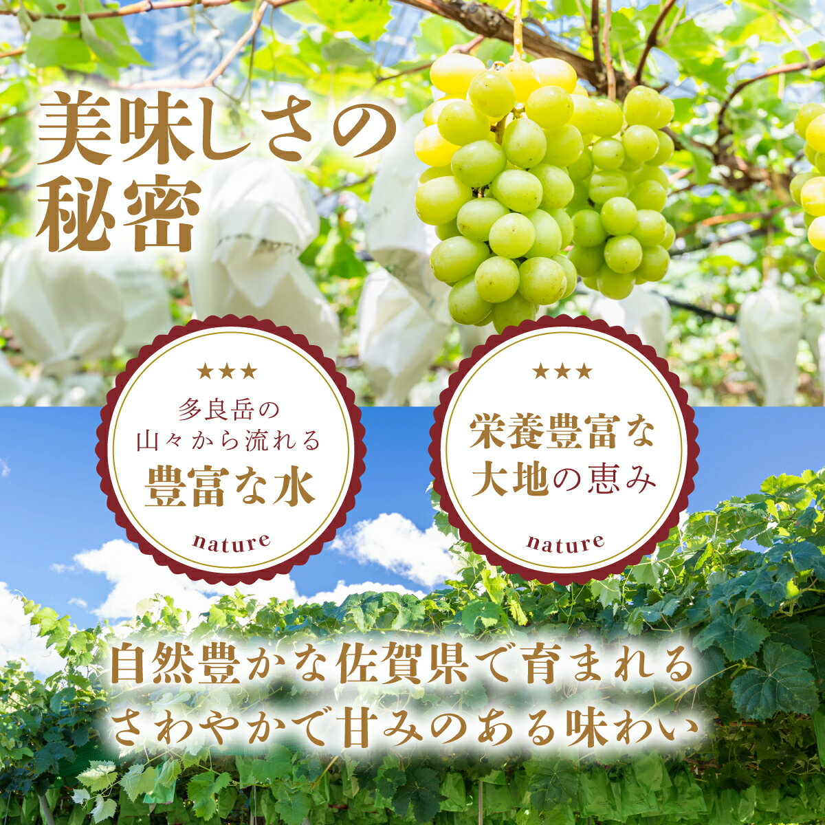 【ふるさと納税】ご家庭用 シャインマスカット 約1.2kg〜2.4kg 2026年 先行予約 佐賀県産 [2026年8月上旬以降発送] | ふるさと納税シャインマスカット マスカット ぶどう 葡萄 果物 フルーツ 旬 高級 ふるさと くだもの スイーツ 佐賀県 鹿島市 人気 おすすめ 送料無料 B-658 - 画像3