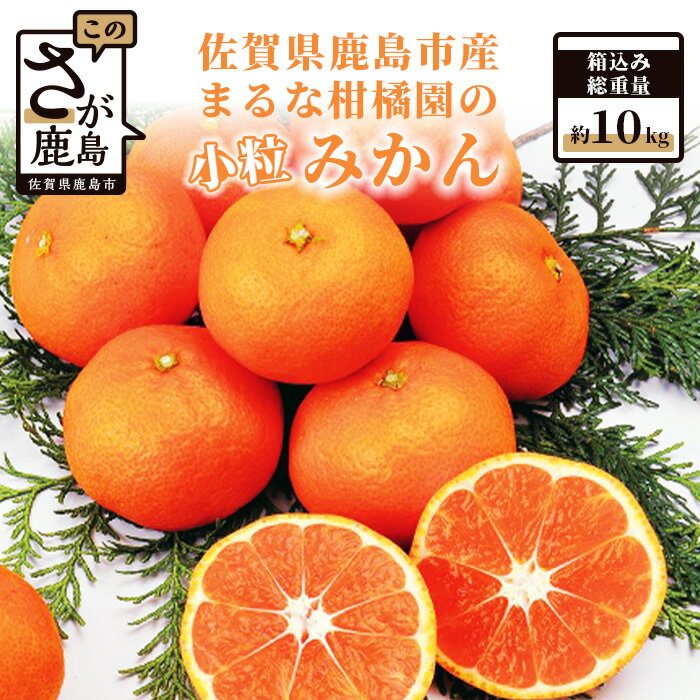 【数量限定】【先行予約】まるな 柑橘園の 小粒 みかん 約10kg 小玉サイズ Sサイズ以下 ミカン 蜜柑 佐賀県 鹿島市産 送料無料 【2025年9月下旬以降から発送予定】 A-64