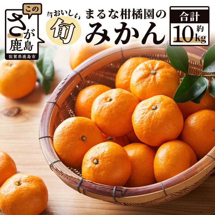 【先行予約】【数量限定】鹿島 まるな柑橘園 みかん 約10kg サイズ混合 ミカン 蜜柑 S〜2Lサイズ 佐賀県 鹿島市 B-177【9月下旬出荷開始予定】