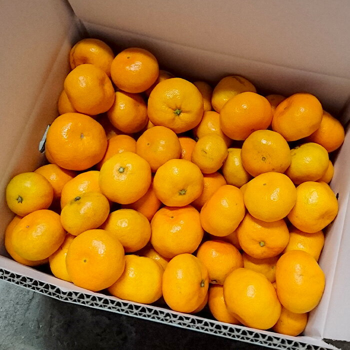 【ふるさと納税】【先行予約】【数量限定】鹿島 まるな柑橘園 みかん 約10kg サイズ混合 ミカン 蜜柑 S〜2Lサイズ 佐賀県 鹿島市 B-177【9月下旬出荷開始予定】 サムネイル2