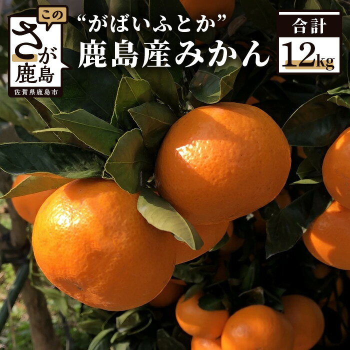 ”がばいふとか”鹿島産みかん 約12kg 大サイズ 2Lサイズ （7cm以上） ご家庭用 傷アリ みかん 蜜柑 ミカン フルーツ 果物 佐賀県 鹿島市 送料無料 【2026年1月下旬頃まで配送予定】 A-88