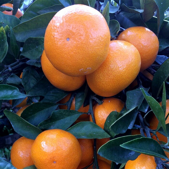 【ふるさと納税】【先行予約】（2026年12月頃発送）じっぱか 鹿島産 みかん 6kg 大中小【大中小サイズ別】【期日指定不可】 | ふるさと納税 みかん 蜜柑 柑橘 果物 フルーツ 果実 国産 佐賀県 鹿島市 ふるさと 人気 送料無料 A-99 - 画像2