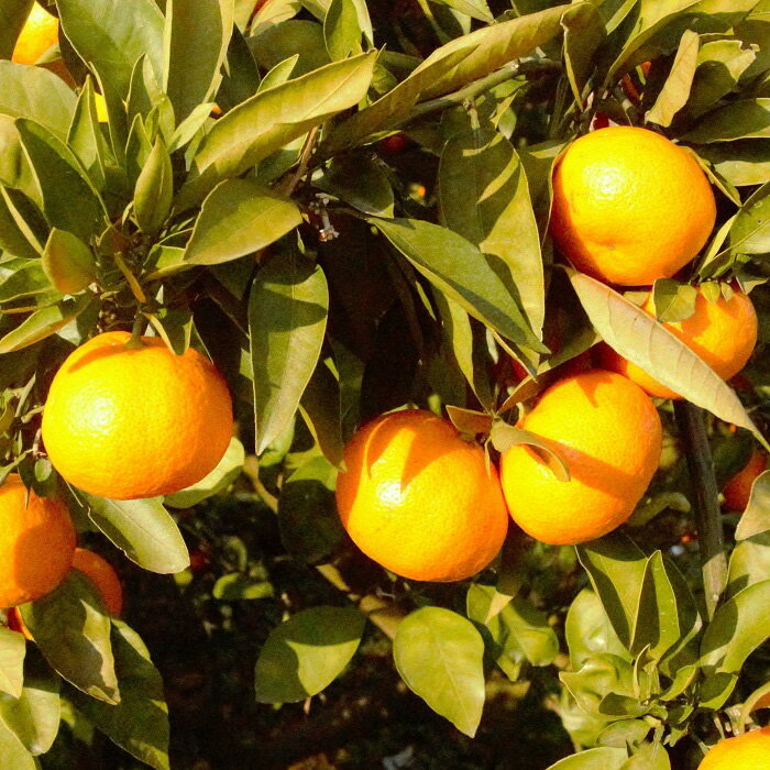 【ふるさと納税】【先行予約】（2026年12月頃発送）じっぱか 鹿島産 みかん 6kg 大中小【大中小サイズ別】【期日指定不可】 | ふるさと納税 みかん 蜜柑 柑橘 果物 フルーツ 果実 国産 佐賀県 鹿島市 ふるさと 人気 送料無料 A-99 - 画像3