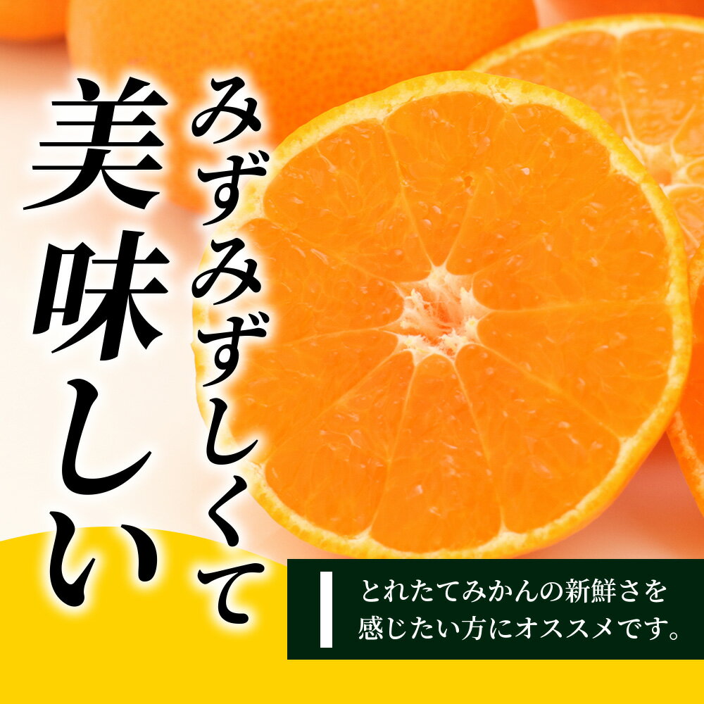 【ふるさと納税】採れたて 温州みかん 約5kg《収穫後3日以内発送》農家直送 | ふるさと納税 みかん 5kg ミカン 蜜柑 フレッシュ 柑橘 果物 フルーツ くだもの 果実 お取り寄せ ふるさと おすすめ 国産 九州 佐賀県 鹿島市 人気 送料無料 B-530 サムネイル2